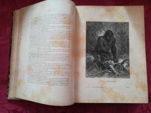 Una delle tante illustrazioni fotografiche del capitolo riguardante le scimmie.