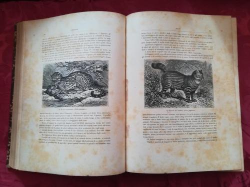 Illustrazioni fotografiche nel testo del capitolo riguardante i felini.