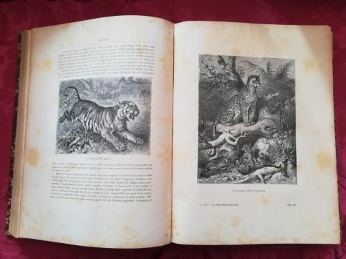 Illustrazioni fotografiche nel testo , e non , del capitolo riguardante i felini.